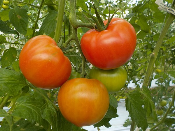 オペラトマト完熟で収穫します